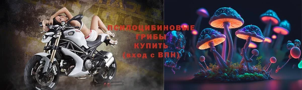 индика Новодвинск
